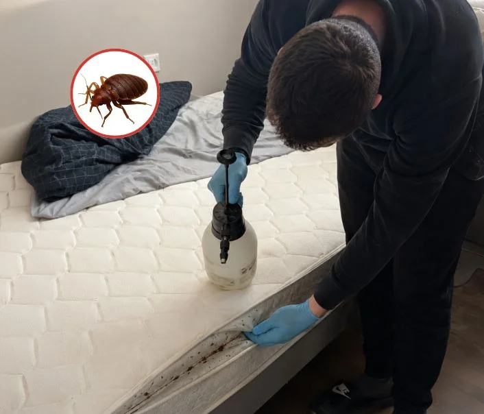Technicien traitant un matelas contre les punaises de lit à Frémainville